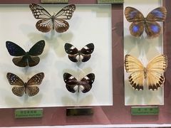 -上海昆虫博物馆