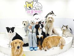 -汪说·狗咖·拼豆·宠物周边DIY(旺城大厦店)