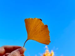 -新虹桥中心花园
