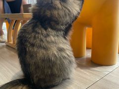 -藏猫猫咖啡主题馆(中央大道店)