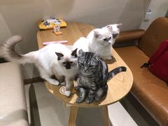 -藏猫猫咖啡主题馆(中央大道店)