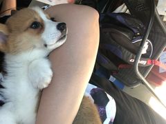 -圣宠宠物(平吉花卉市场店)