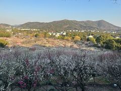 -香雪海
