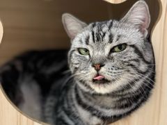 -藏猫猫咖啡主题馆(中央大道店)