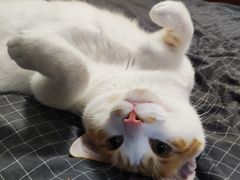 -伟伟宠物医院·瑞派猫友好医院·猫科(光谷店)