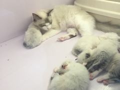-喵的天空名猫咖啡馆·撸猫·猫舍·用品