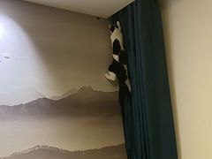 -四月宠物医院·猫专科·心脏专科·内科(转塘店)