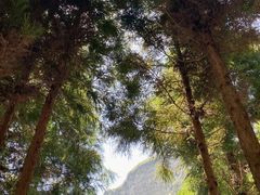 -重庆睡佛山森林公园
