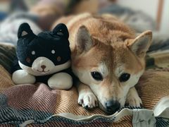-FAELING PETS美天灵宠物(富力广场店)