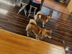 -豆柴町-柴犬主题狗咖(红鼎国际C座店)