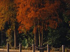 -深圳市中科院仙湖植物园