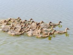 -野鸭湖国家湿地公园