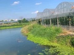 -马陆小张葡萄园农家乐