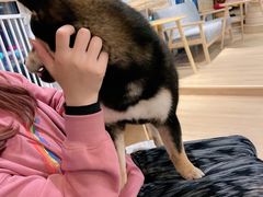 -南京Hallo宠物乐园·哈罗犬舍·柴犬繁育基地