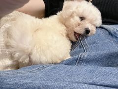 -关爱宠物医院·猫科中心·消化科(滨湖万达分院)