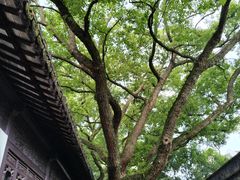 -上海醉白池公园