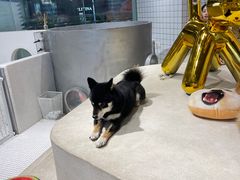 -柴务处·柴犬主题狗咖