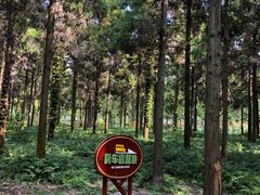 -东平国家森林公园