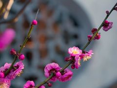 -雨花胜境