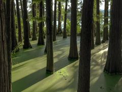 -东湖落雁景区