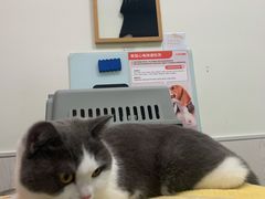 -凯特喵百思猫专科医院