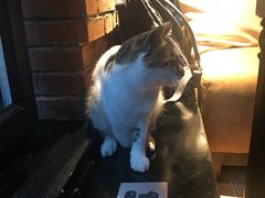 少了一个爪子的猫咪-Local泰莲庭(虹鳟鱼店)