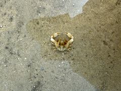-红树林天天赶海