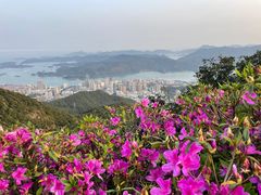 -梧桐山风景名胜区