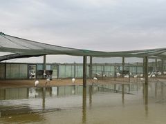 -盐城丹顶鹤湿地生态旅游区