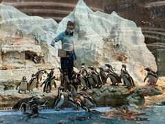 -帝企鹅自助餐厅•儿童岛•真企鹅(长隆企鹅酒店)