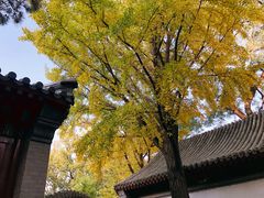 -北京鹫峰国家森林公园