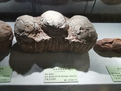 -河南自然博物馆