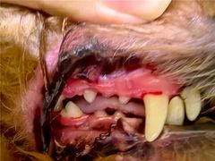 -艾贝尔宠物医院 ·内科全科(梁溪路店)