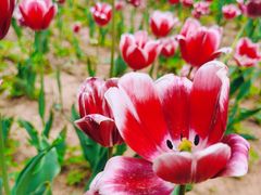 -郑州中国绿化博览园