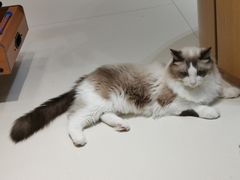 -飞行喵MR PILOT|猫舍·猫咖(静安大融城店)