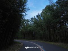 -日照海滨国家森林公园
