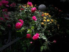 -循礼门鲜花花市(武汉循礼门店)