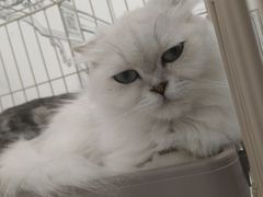 -白夜2D咖啡馆