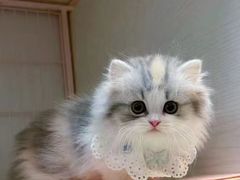 -欣宠猫屋·矮脚拿破仑·蓝金金渐层