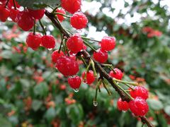 -樱桃山旅游景区