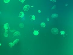 -福州罗源湾海洋世界旅游区