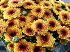 -双季花艺园艺市场(浦东店)