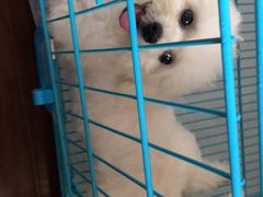 -翊宠yipet猫狗购宠庄园犬舍•猫舍