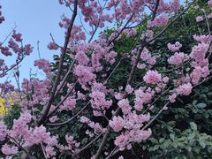 -顾村公园