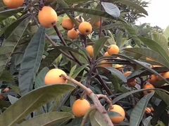 -塘栖枇杷特色园区