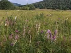 -塞罕坝国家级自然保护区