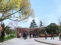 -嘉定紫藤园