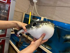 -天正河鲀·河豚亭(大连店)