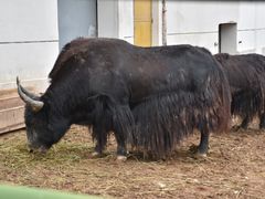 -青藏高原野生动物园