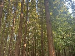 -日照海滨国家森林公园